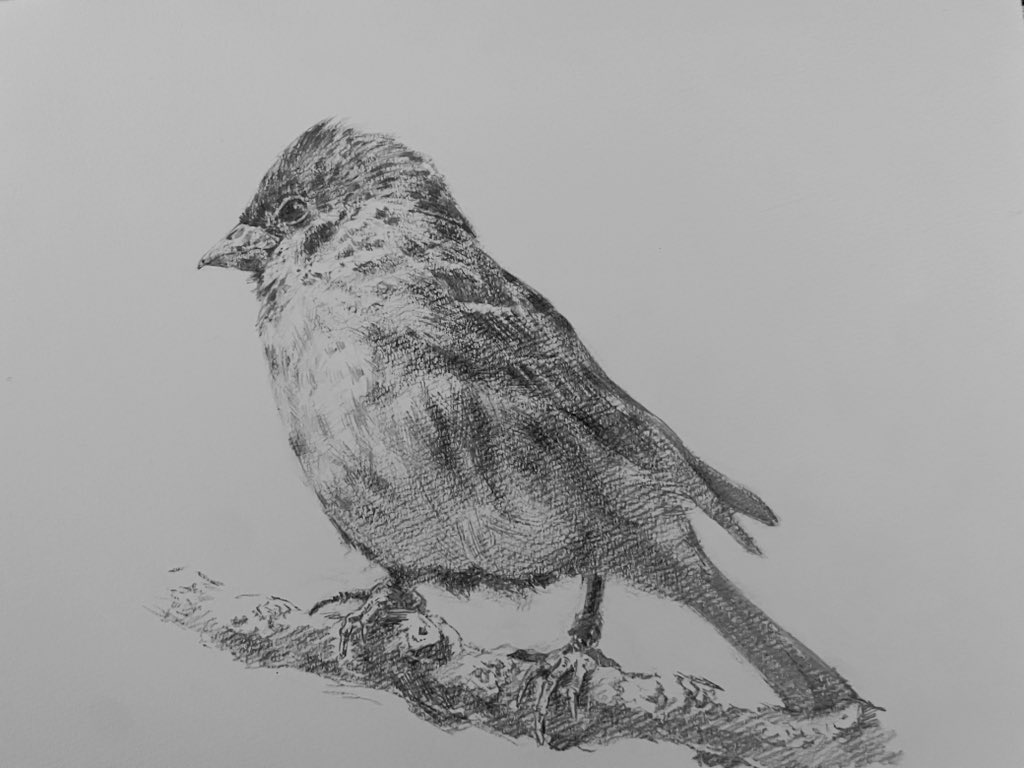 鳥の鉛筆デッサン